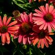 Třapatkovka nachová 'Papallo Power Coral Orange' - Echinacea purpurea 'Papallo Power Coral Orange'