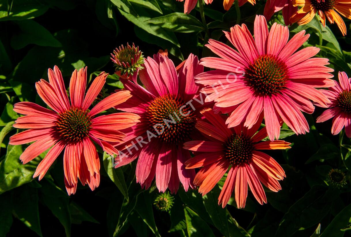 Třapatkovka nachová 'Papallo Power Coral Orange' - Echinacea purpurea 'Papallo Power Coral Orange'