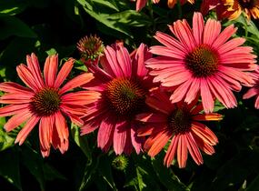 Třapatkovka nachová 'Papallo Power Coral Orange' - Echinacea purpurea 'Papallo Power Coral Orange'