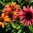 Třapatkovka nachová 'Papallo Power Coral Orange' - Echinacea purpurea 'Papallo Power Coral Orange'