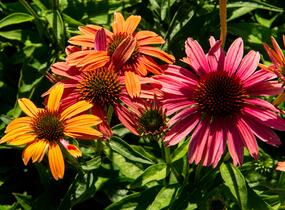 Třapatkovka nachová 'Papallo Power Coral Orange' - Echinacea purpurea 'Papallo Power Coral Orange'