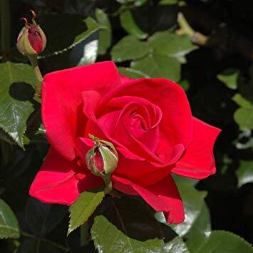 Růže pnoucí 'Climbing Red Flame' - Rosa PN 'Climbing Red Flame'