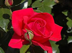 Růže pnoucí 'Climbing Red Flame' - Rosa PN 'Climbing Red Flame'