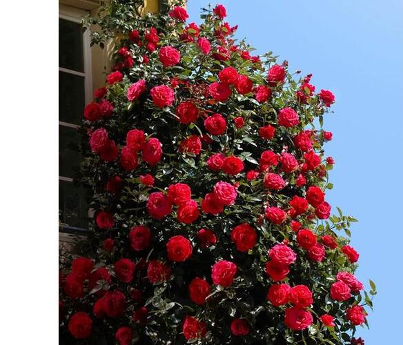 Růže pnoucí 'Climbing Red Flame' - Rosa PN 'Climbing Red Flame'