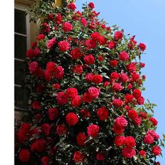 Růže pnoucí 'Climbing Red Flame' - Rosa PN 'Climbing Red Flame'