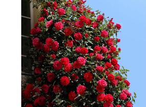 Růže pnoucí 'Climbing Red Flame' - Rosa PN 'Climbing Red Flame'