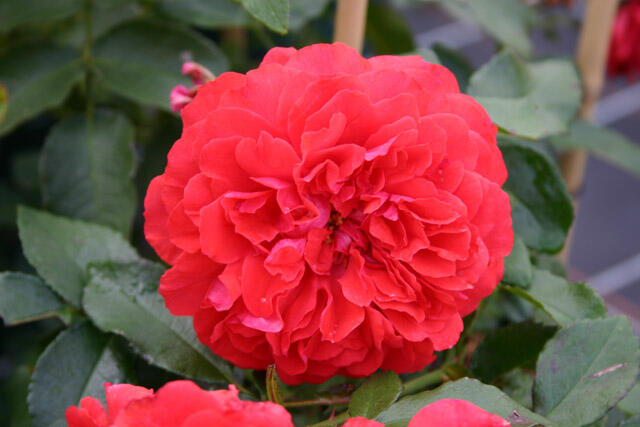 Růže pnoucí Kordes 'Uetersener Rosenkönigin' - Rosa PN 'Uetersener Rosenkönigin'