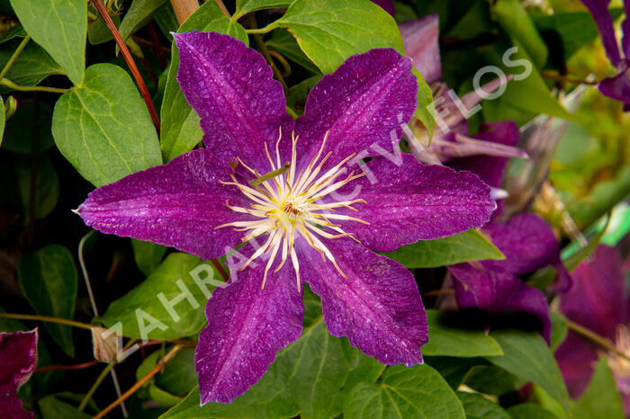 Plamének 'Syrena' - Clematis 'Syrena'