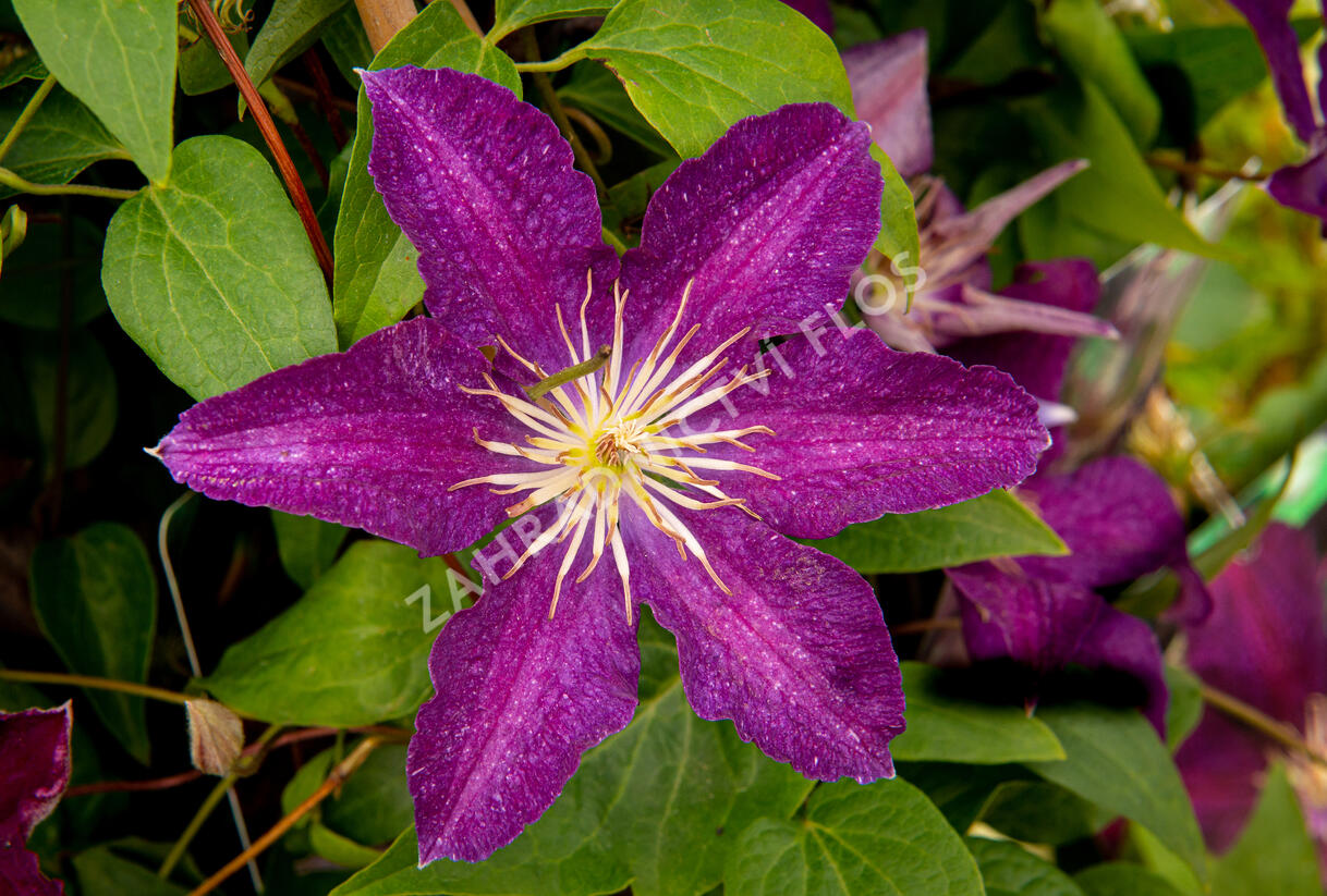 Plamének 'Syrena' - Clematis 'Syrena'