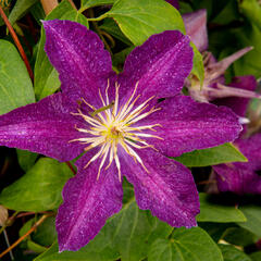 Plamének 'Syrena' - Clematis 'Syrena'