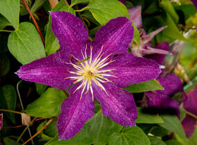 Plamének 'Syrena' - Clematis 'Syrena'