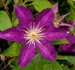 Plamének 'Syrena' - Clematis 'Syrena'