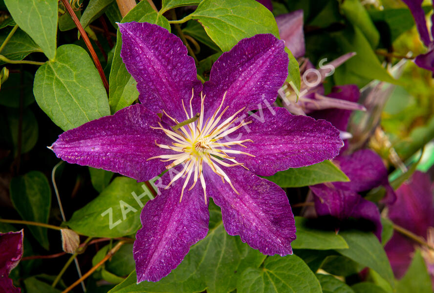 Plamének 'Syrena' - Clematis 'Syrena'