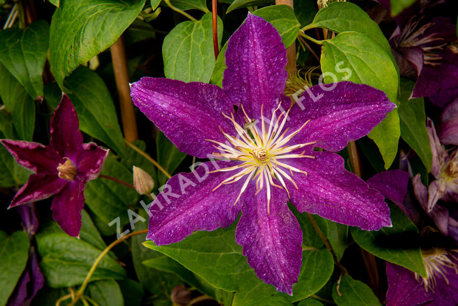 Plamének 'Syrena' - Clematis 'Syrena'