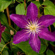 Plamének 'Syrena' - Clematis 'Syrena'