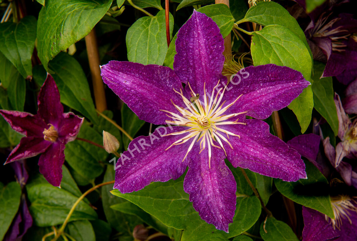 Plamének 'Syrena' - Clematis 'Syrena'