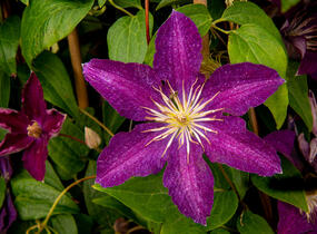 Plamének 'Syrena' - Clematis 'Syrena'