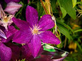 Plamének 'Syrena' - Clematis 'Syrena'