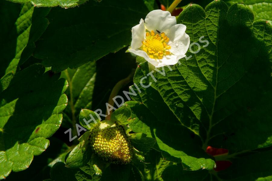 Jahodník stáleplodící 'Anabel' - Fragaria ananassa 'Anabel'