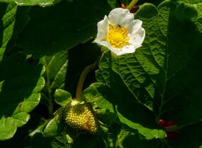 Jahodník stáleplodící 'Anabel' - Fragaria ananassa 'Anabel'