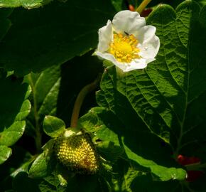 Jahodník stáleplodící 'Anabel' - Fragaria ananassa 'Anabel'