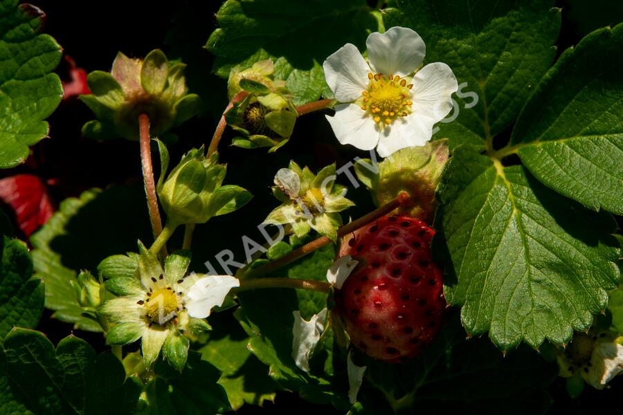Jahodník stáleplodící 'Anabel' - Fragaria ananassa 'Anabel'