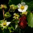 Jahodník stáleplodící 'Anabel' - Fragaria ananassa 'Anabel'