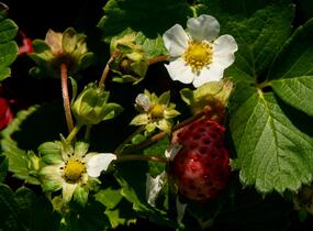 Jahodník stáleplodící 'Anabel' - Fragaria ananassa 'Anabel'