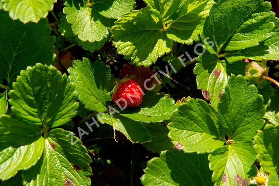 Jahodník stáleplodící 'Anabel' - Fragaria ananassa 'Anabel'
