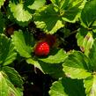 Jahodník stáleplodící 'Anabel' - Fragaria ananassa 'Anabel'