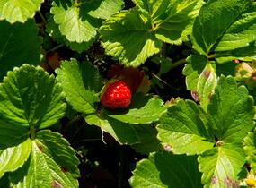 Jahodník stáleplodící 'Anabel' - Fragaria ananassa 'Anabel'