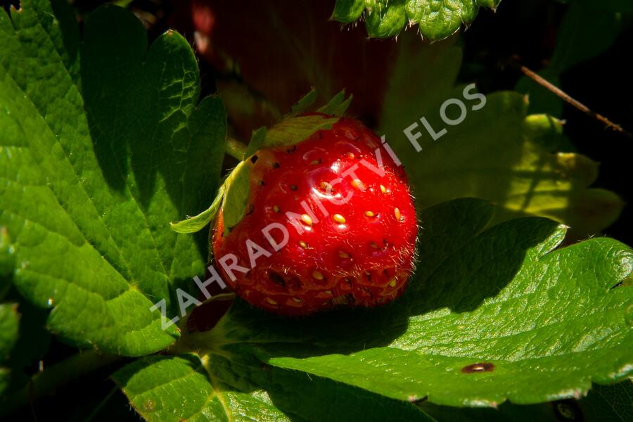 Jahodník stáleplodící 'Anabel' - Fragaria ananassa 'Anabel'