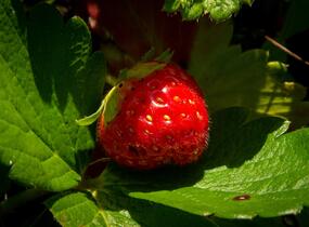 Jahodník stáleplodící 'Anabel' - Fragaria ananassa 'Anabel'
