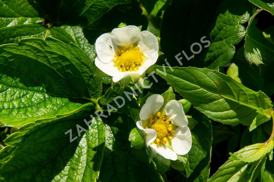 Jahodník stáleplodící 'Diamante' - Fragaria ananassa 'Diamante'