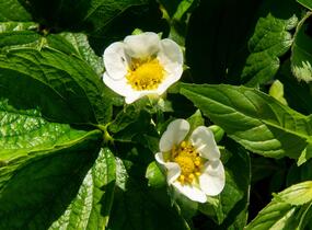 Jahodník stáleplodící 'Diamante' - Fragaria ananassa 'Diamante'