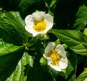 Jahodník stáleplodící 'Diamante' - Fragaria ananassa 'Diamante'