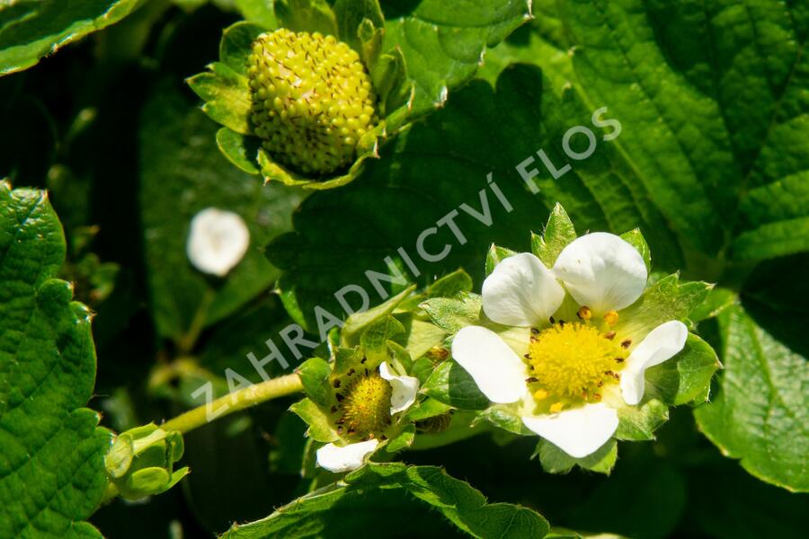 Jahodník stáleplodící 'Diamante' - Fragaria ananassa 'Diamante'