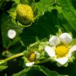 Jahodník stáleplodící 'Diamante' - Fragaria ananassa 'Diamante'