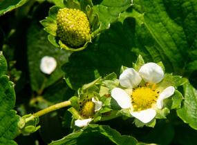 Jahodník stáleplodící 'Diamante' - Fragaria ananassa 'Diamante'