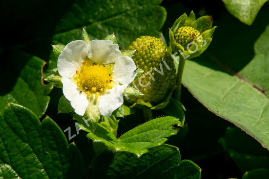 Jahodník stáleplodící 'Diamante' - Fragaria ananassa 'Diamante'