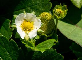 Jahodník stáleplodící 'Diamante' - Fragaria ananassa 'Diamante'