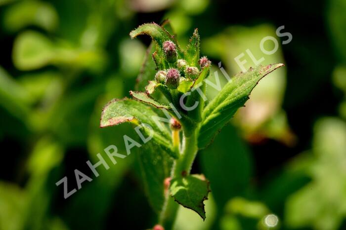 Vrbovka malokvětá - Epilobium parviflorum