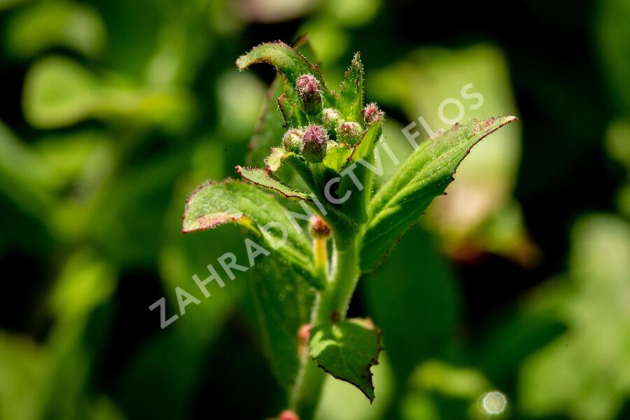 Vrbovka malokvětá - Epilobium parviflorum