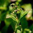 Vrbovka malokvětá - Epilobium parviflorum