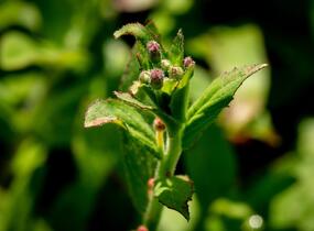 Vrbovka malokvětá - Epilobium parviflorum