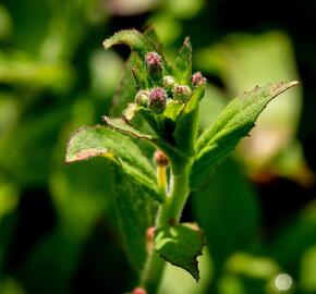 Vrbovka malokvětá - Epilobium parviflorum
