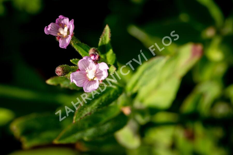 Vrbovka malokvětá - Epilobium parviflorum