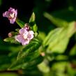 Vrbovka malokvětá - Epilobium parviflorum