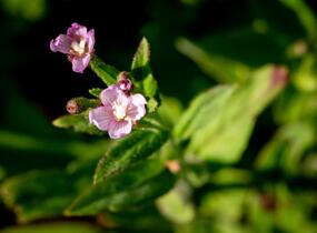 Vrbovka malokvětá - Epilobium parviflorum