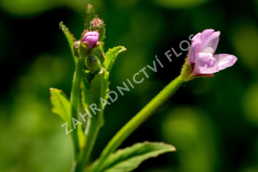 Vrbovka malokvětá - Epilobium parviflorum